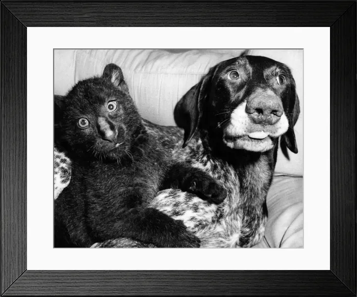 Framed Print : Gulliver the German pointer and Hamish the cat A few digs from Harry give