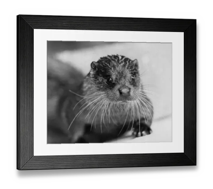 Framed Print : Happy Yo-Yo the otter. October 1987 P004236 Framed Print : Happy Yo-Yo the otter. October 1987 P004236
