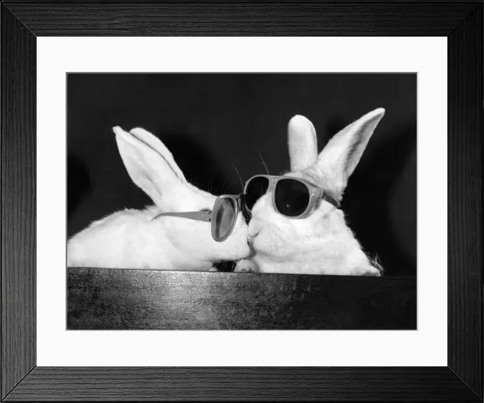 Framed Print : Rabbits- thats what the film director wanted when he had to produce a TV commercial for