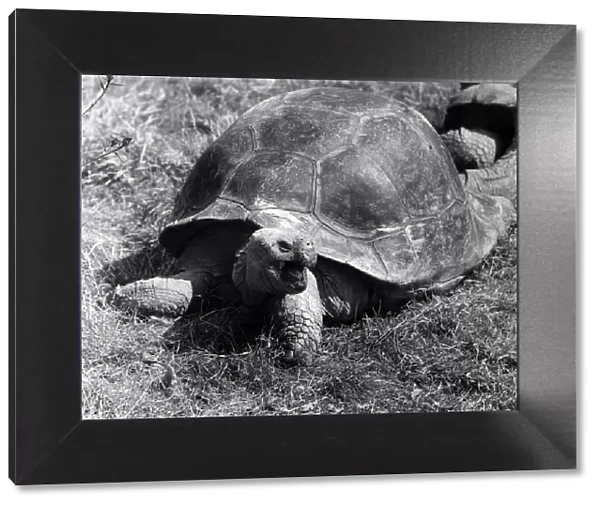 A Tortoise. Circa 1969 P004224