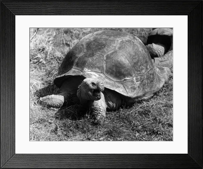 Framed Print : A Tortoise. Circa 1969 P004224 Framed Print : A Tortoise. Circa 1969 P004224