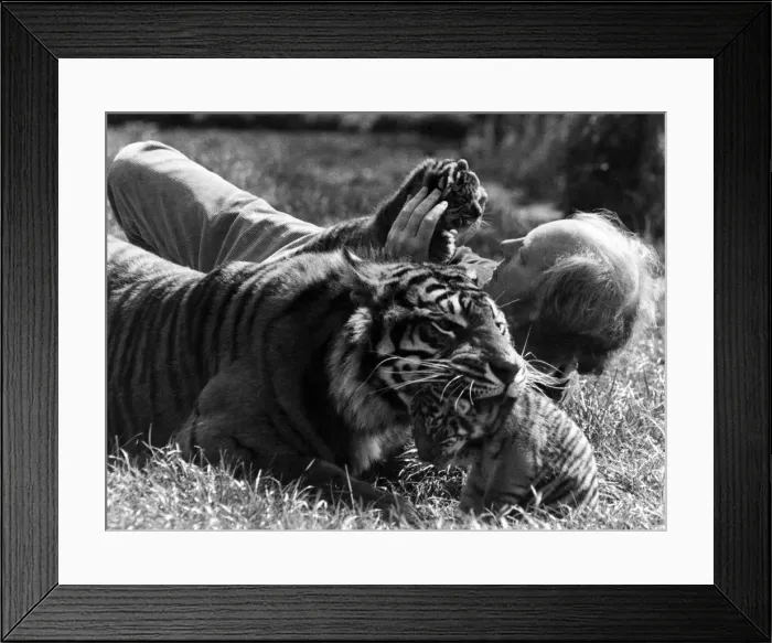 Framed Print : Record crowds flocked to John Aspinalls Howlett Zoo Park, near Canterbury, Kent Framed Print : Record crowds flocked to John Aspinalls Howlett Zoo Park, near Canterbury, Kent