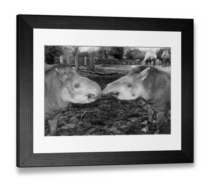 Framed Print : Eva the brazilian tapir at London Zoo has been separated from her boyfriend for nearly a