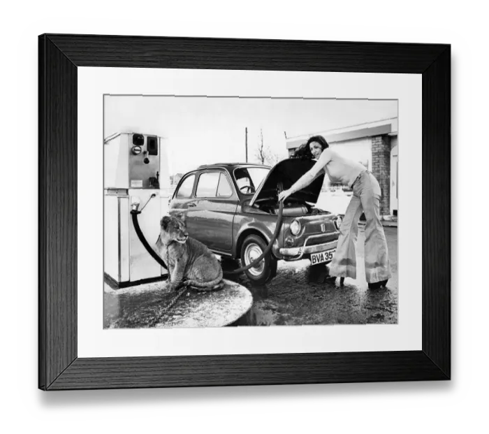 Framed Print : Garage owner Mr. Tom Gillespie has rather an unusual watch dog in the forecourt of his Framed Print : Garage owner Mr. Tom Gillespie has rather an unusual watch dog in the forecourt of his