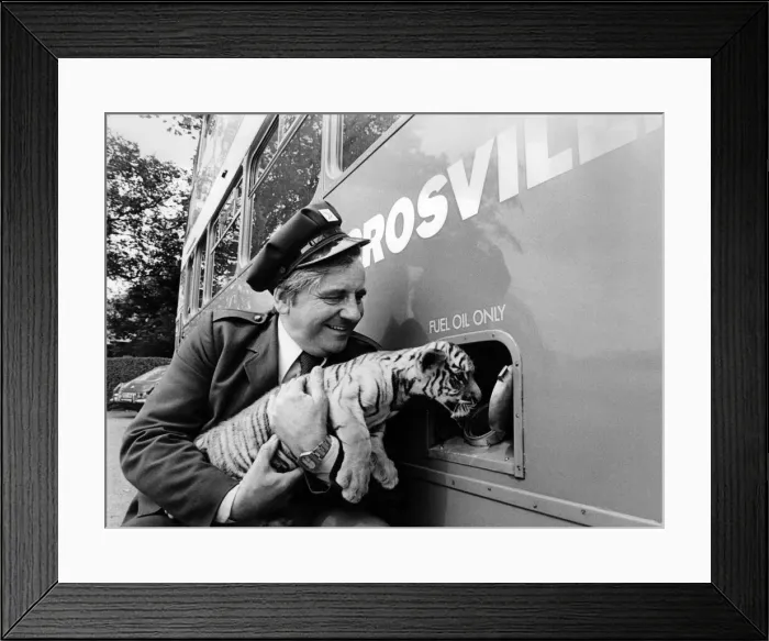 Framed Print : A tiger in your tank on the Chester Zoo excursion bus. Ranee the seven week old tiger cub Framed Print : A tiger in your tank on the Chester Zoo excursion bus. Ranee the seven week old tiger cub