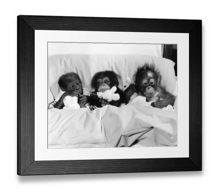 Framed Print : Life is one long cuddle for these three babies. Tucked up in bed with their toys Framed Print : Life is one long cuddle for these three babies. Tucked up in bed with their toys