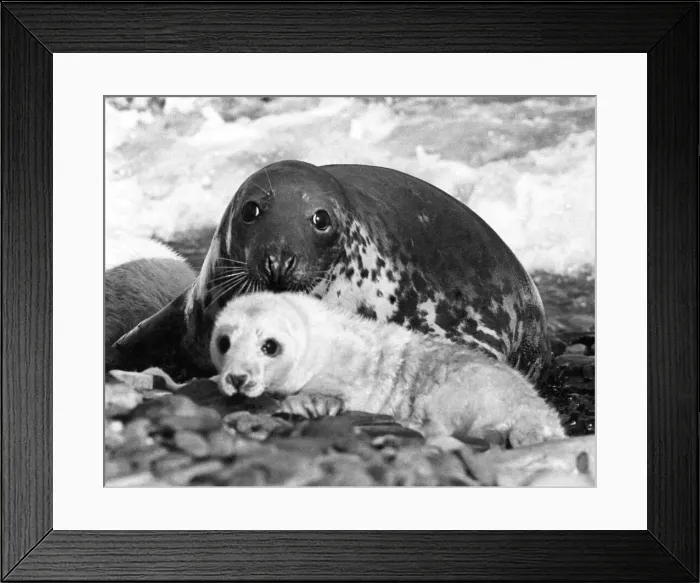 Framed Print : Mother seal with her pup on the beach Circa 1970 P004206