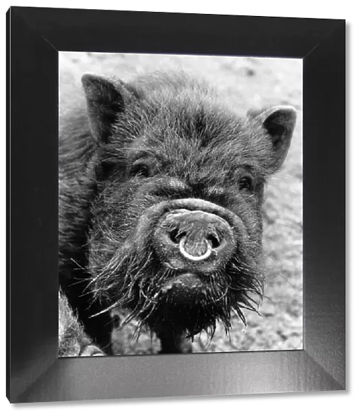 Belle, the Vietnamese Pot-Bellied Pig April 1985 P004246