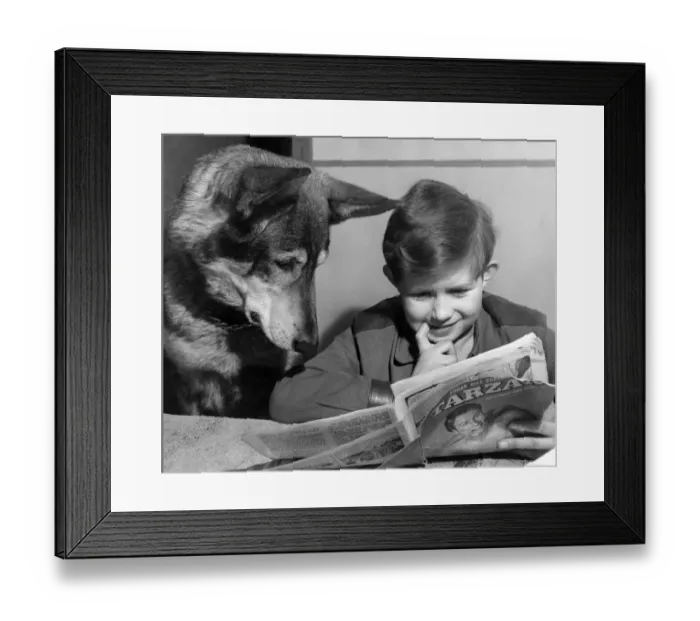 Framed Print : A young boy reading the newspaper watched by his pet dog December 1952 Framed Print : A young boy reading the newspaper watched by his pet dog December 1952