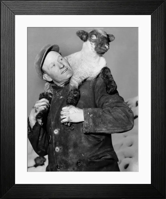 Framed Print : Larry, the sooty-footed lamb, puts his little hooves right in it when he mistimed his