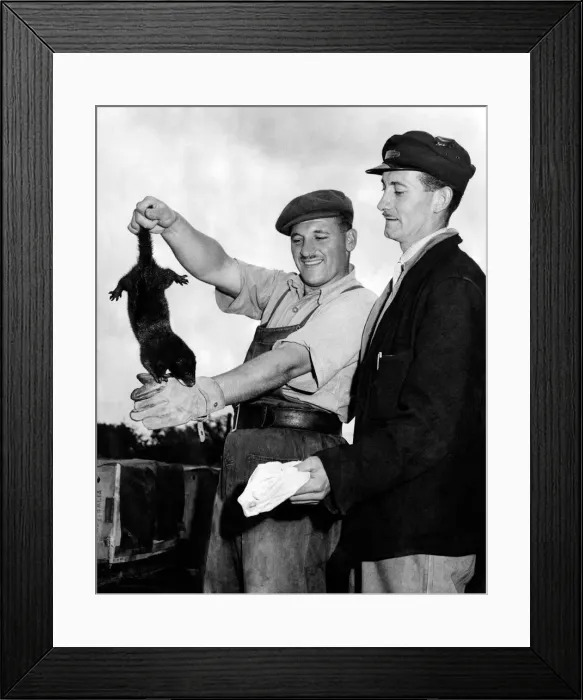 Framed Print : Harold Leach & Bill Wrankmone who own a mink farm holding up one of the animals Framed Print : Harold Leach & Bill Wrankmone who own a mink farm holding up one of the animals