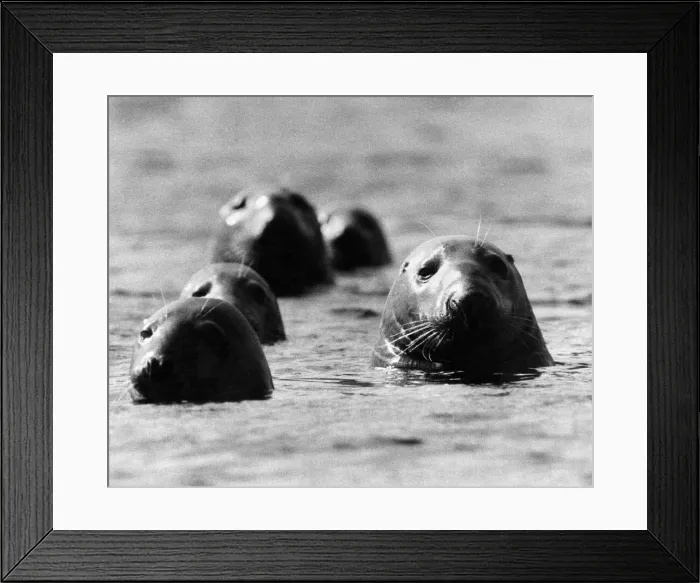 Framed Print : Seals swimming off the British coast. Circa 1970 P004204 Framed Print : Seals swimming off the British coast. Circa 1970 P004204