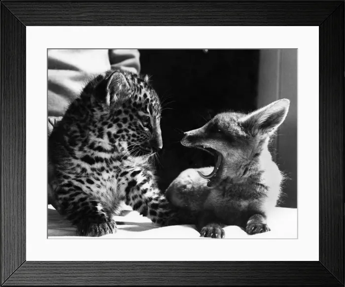 Framed Print : So tiring this new Pals Act: No wonder Pipp the fox is yawning Framed Print : So tiring this new Pals Act: No wonder Pipp the fox is yawning