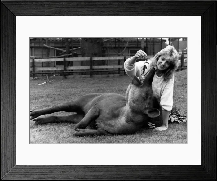 Framed Print : Claire Meal has the task of promoting the animals at the Chessington World of Adventure Framed Print : Claire Meal has the task of promoting the animals at the Chessington World of Adventure