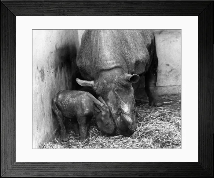 Framed Print : For a New Baby Rhino, a Taste of Mother love: It is hard to imagine a huge lumbering