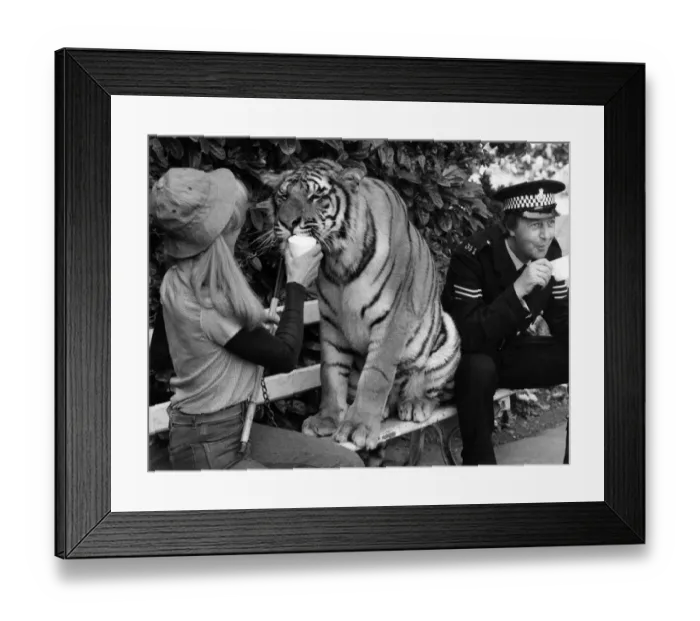 Framed Print : A tigress will be allowed to pad free at Frome filming of a new drama series