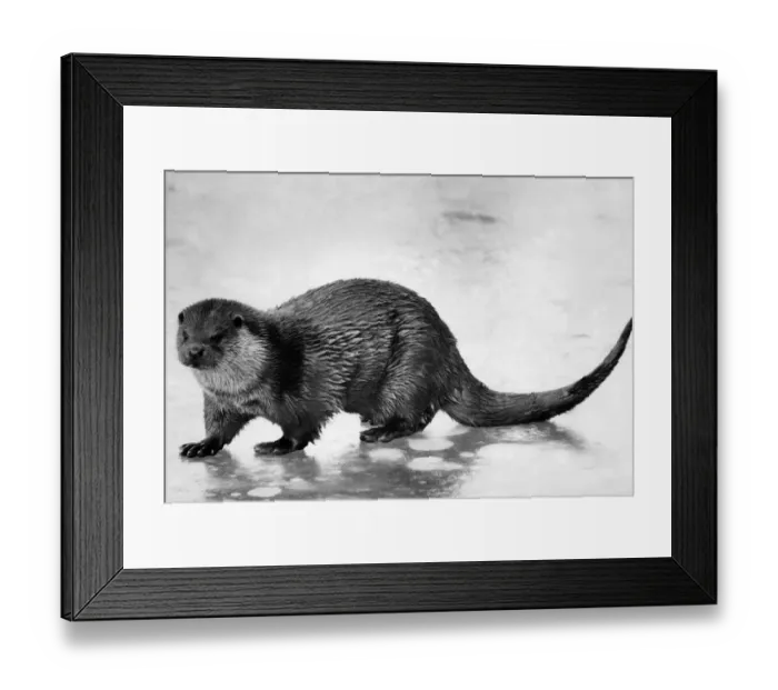Framed Print : An Otter. April 1985 P004237 Framed Print : An Otter. April 1985 P004237