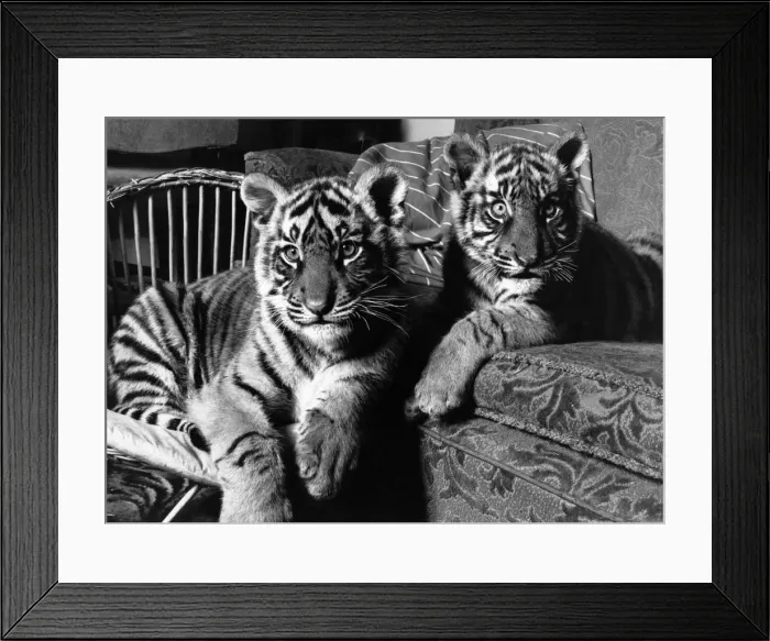 Framed Print : Tigers Thana and Pindi abandoned by their mother. April 1988 Framed Print : Tigers Thana and Pindi abandoned by their mother. April 1988