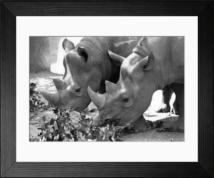 Framed Print : The two Rhinos having a chew as London Zoo announced it Framed Print : The two Rhinos having a chew as London Zoo announced it