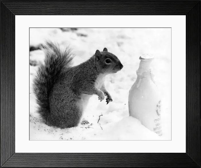 Framed Print : Life can be a chilling prospect these wintry days, especially for someone who Framed Print : Life can be a chilling prospect these wintry days, especially for someone who