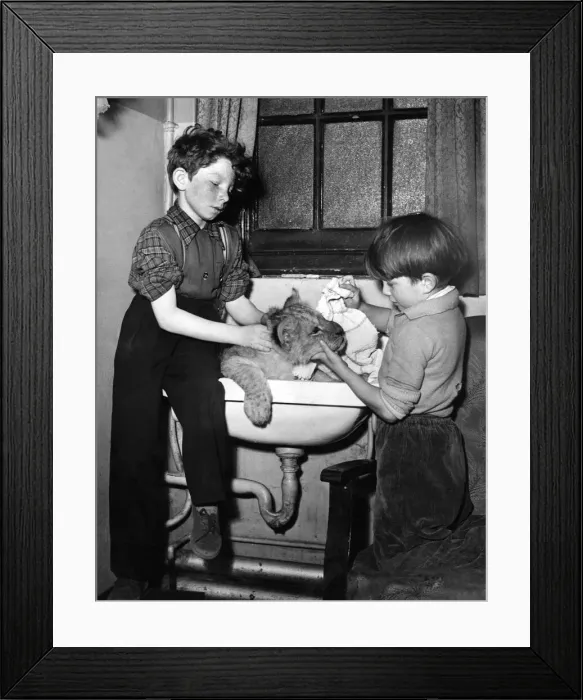 Framed Print : Two young boys washing their pet lion in the bathroom sink Framed Print : Two young boys washing their pet lion in the bathroom sink