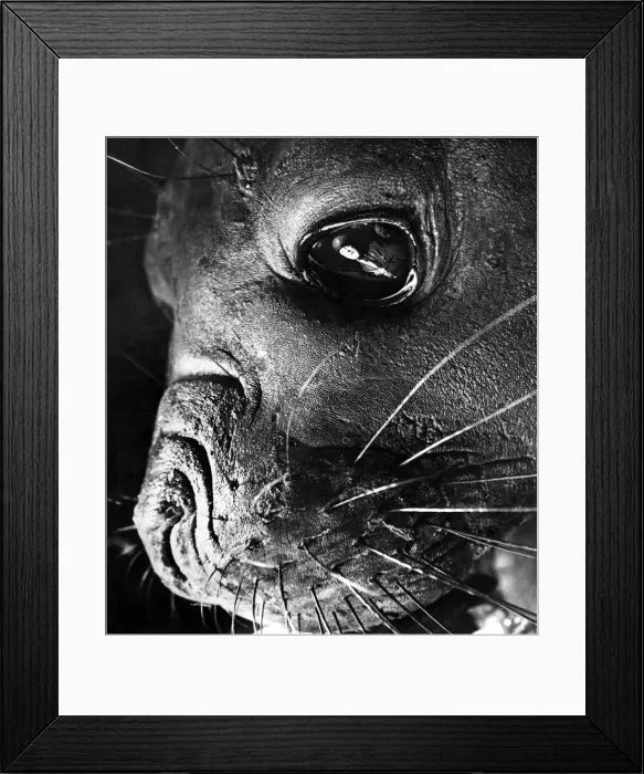 Framed Print : Get an eyeful of Lettie the elephant seal as she gets an eyeful of keeper Sam Morton Framed Print : Get an eyeful of Lettie the elephant seal as she gets an eyeful of keeper Sam Morton