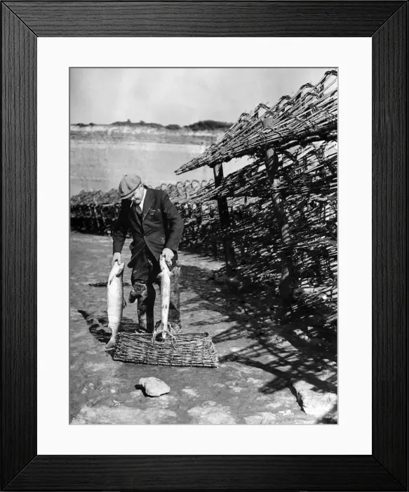 Framed Print : Salmon fishing on the River Severn is carried on by the same method as has been in Framed Print : Salmon fishing on the River Severn is carried on by the same method as has been in