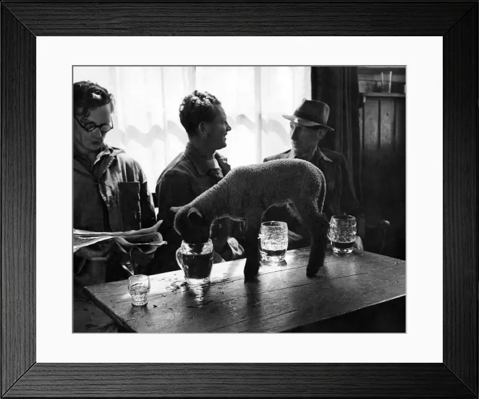 Framed Print : Mary the lamb was adopted at birth by Mr. and Mrs. Futcher Framed Print : Mary the lamb was adopted at birth by Mr. and Mrs. Futcher