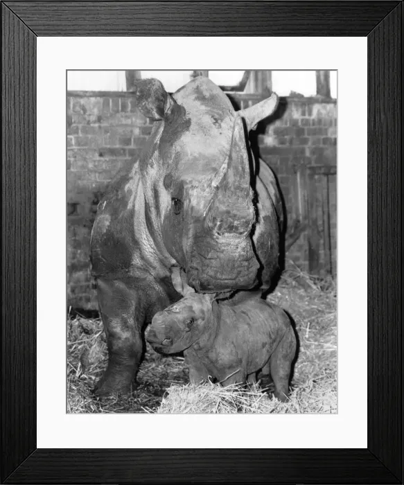 Framed Print : Junior Horns in mum may look grumpy about all the attention her brand-new baby Framed Print : Junior Horns in mum may look grumpy about all the attention her brand-new baby