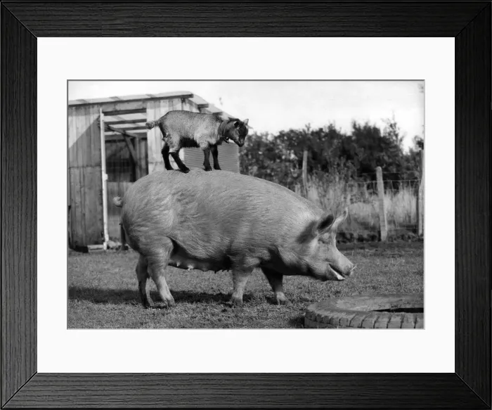 Framed Print : A Pig carrying a goat on his back. October 1980 P004244