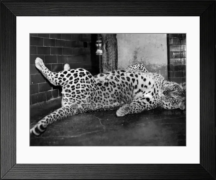 Framed Print : Nora the leopard at the London Zoo is a friendly animal Framed Print : Nora the leopard at the London Zoo is a friendly animal