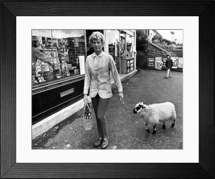 Framed Print : When Mrs. Moray Bell goes shopping, Basil the Lamb trots along with her Framed Print : When Mrs. Moray Bell goes shopping, Basil the Lamb trots along with her
