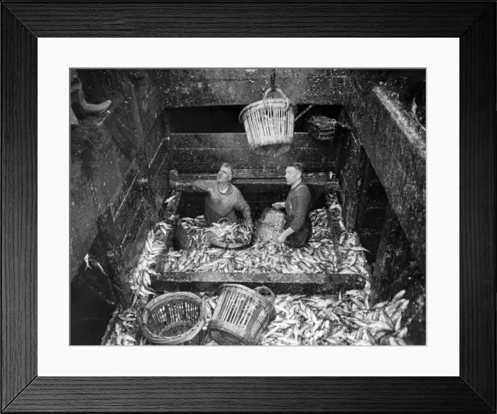 Framed Print : A few herring are coming into Yarmouth - a view down the hold showing men waist deep in Framed Print : A few herring are coming into Yarmouth - a view down the hold showing men waist deep in