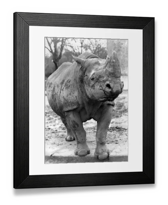 Framed Print : Jos, the London Zoo rhino. April 1991 P004253 Framed Print : Jos, the London Zoo rhino. April 1991 P004253
