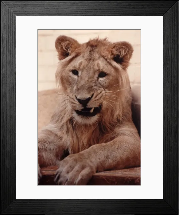 Framed Print : A lioness at a zoo in England. Circa 1992 P004167 Framed Print : A lioness at a zoo in England. Circa 1992 P004167