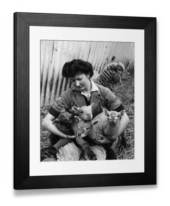 Framed Print : A rare event among southdowns. Quads were born to an ewe at the farm of Mr Framed Print : A rare event among southdowns. Quads were born to an ewe at the farm of Mr