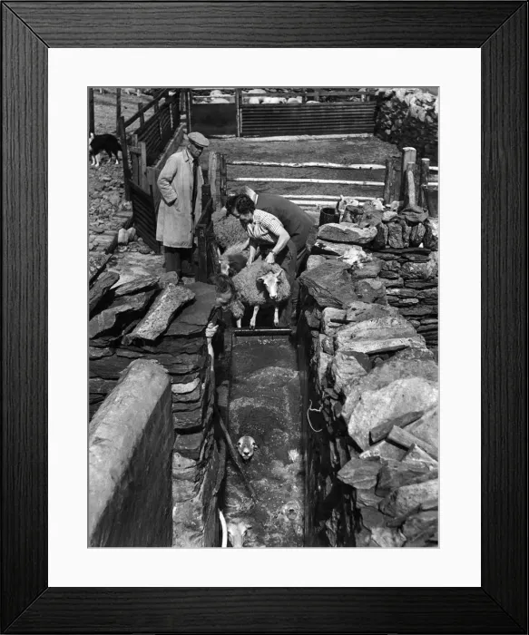 Framed Print : Mrs. Firbank alone and only with the help of a shepherd