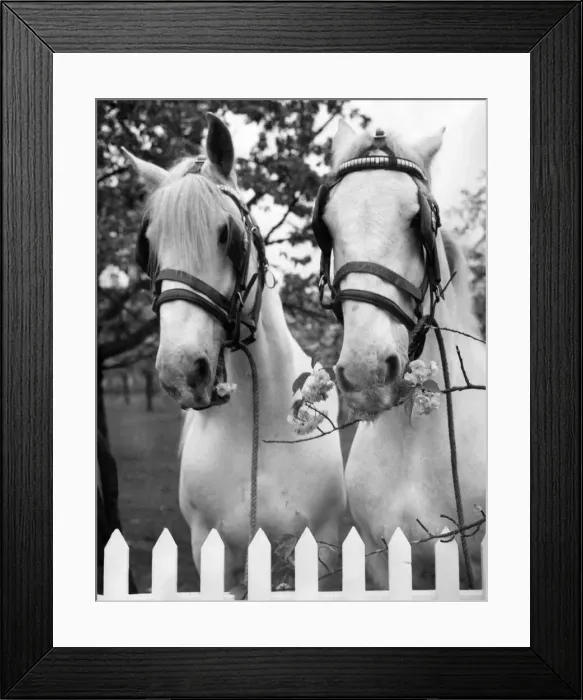 Framed Print : Whitbread horses on holiday at Paddock Wood. May 1962 P004066 Framed Print : Whitbread horses on holiday at Paddock Wood. May 1962 P004066