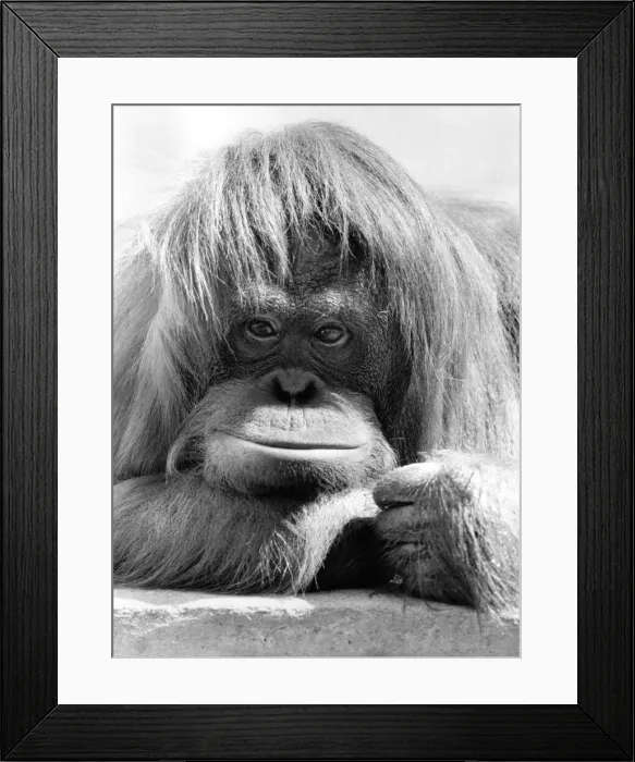 Framed Print : Dudley Zoos Orang Utan Annie is camera shy - she will go to any length to stop Framed Print : Dudley Zoos Orang Utan Annie is camera shy - she will go to any length to stop