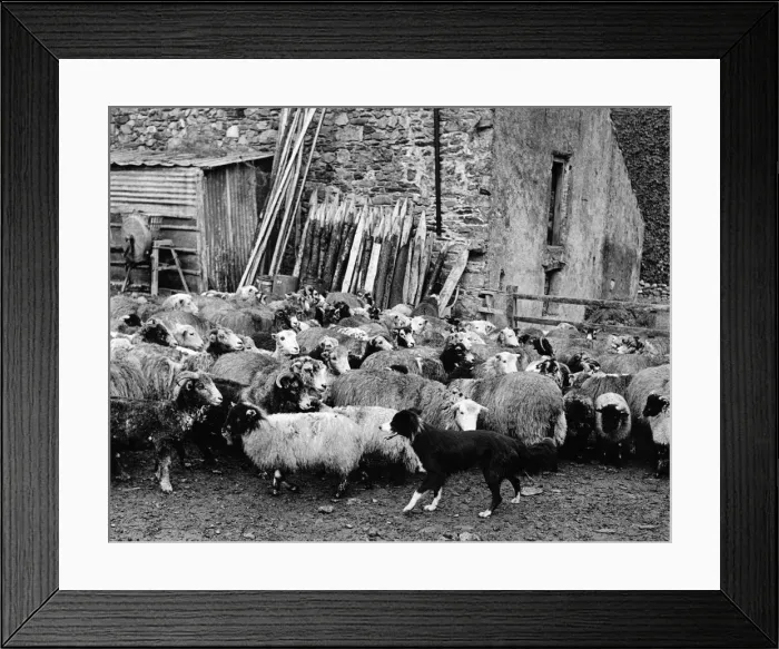 Framed Print : Tess, the cross bred Collie, typical of the sheep dogs of Cumberland