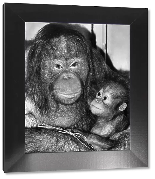 Bunty the orang utan and her 8 months old offspring Sayang