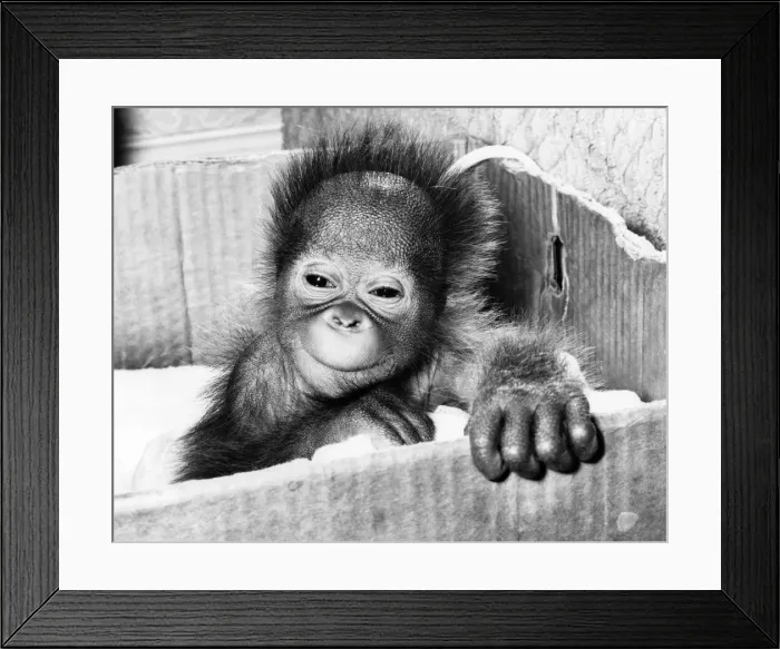 Framed Print : Now at just two weeks old Tiba'the oran utan is thriving on the care Framed Print : Now at just two weeks old Tiba'the oran utan is thriving on the care