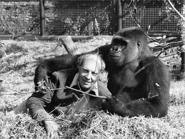 Etoumbie the gorilla with zoo keeper John Aspinall. August 1982 P004121