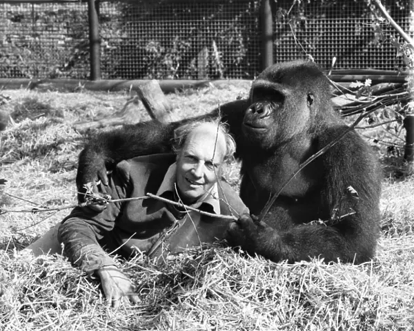 Etoumbie the gorilla with zoo keeper John Aspinall. August 1982 P004121