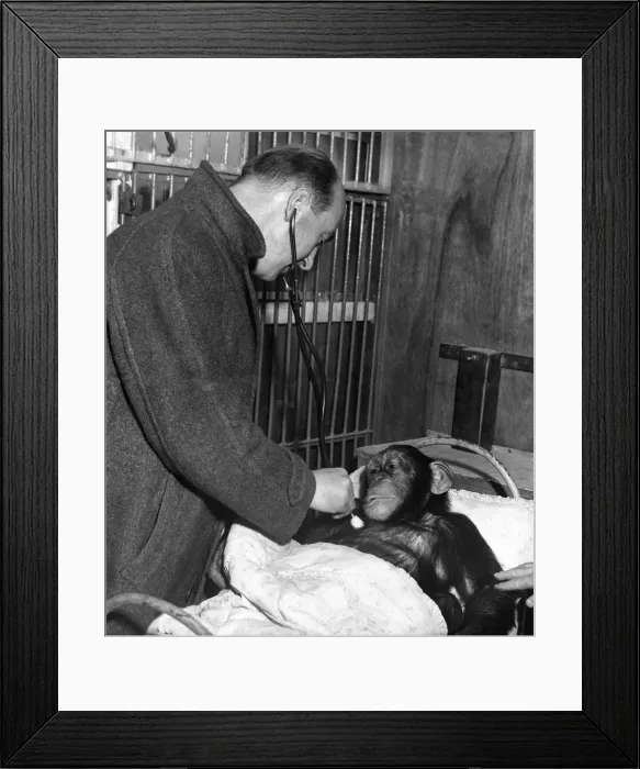 Framed Print : Joey, the chimp at Billy Smarts Circus in Middlesbrough Framed Print : Joey, the chimp at Billy Smarts Circus in Middlesbrough
