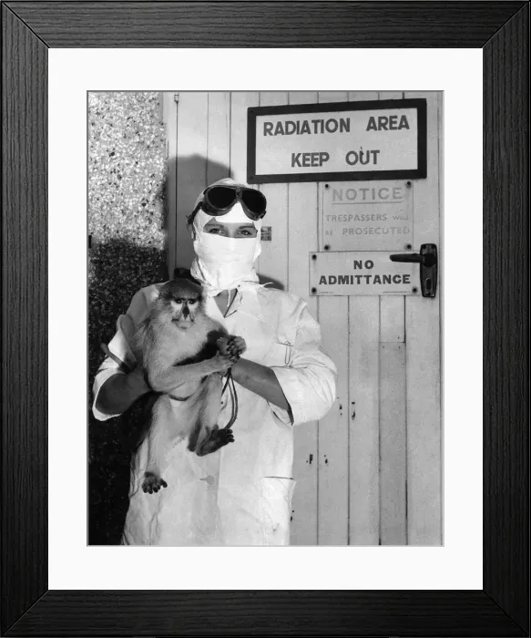 Framed Print : Nineteen-years-old Rosemary Fish, one of the girls who look after the monkeys Framed Print : Nineteen-years-old Rosemary Fish, one of the girls who look after the monkeys