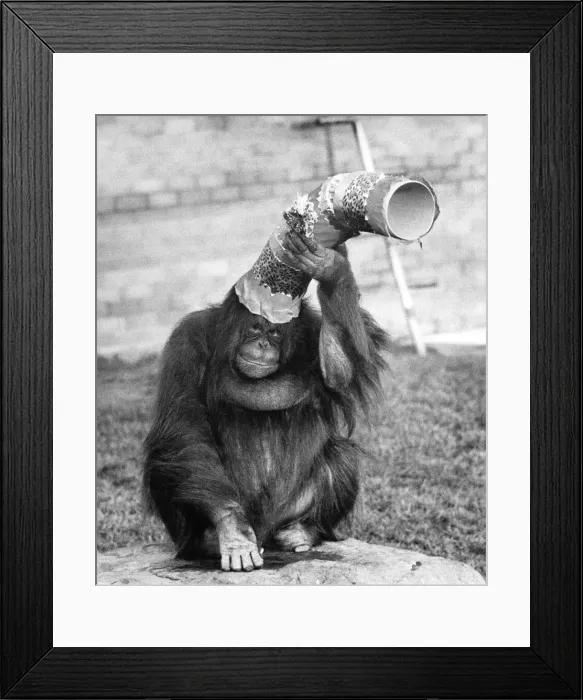 Framed Print : Asimat the orang-utan belied her gloomy expression and brought out smiles on the faces of Framed Print : Asimat the orang-utan belied her gloomy expression and brought out smiles on the faces of