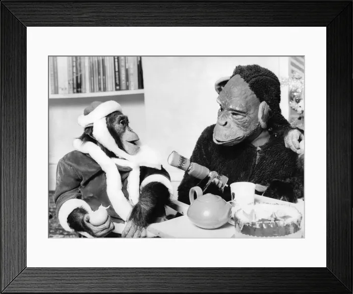 Framed Print : Chimpanzee dressed in a Father Christmas outfit about to pull a cracker with a man Framed Print : Chimpanzee dressed in a Father Christmas outfit about to pull a cracker with a man