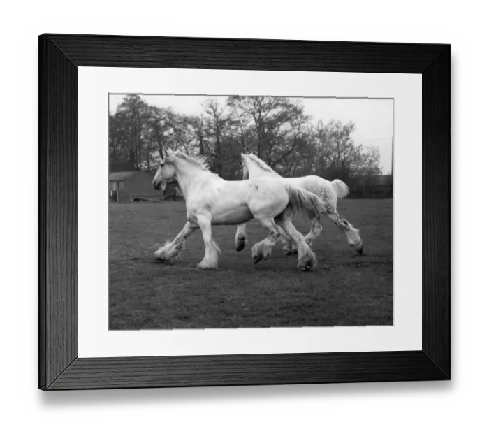 Framed Print : Whitebread shires Pride and Prejudice on their summer break at Paddock Wood