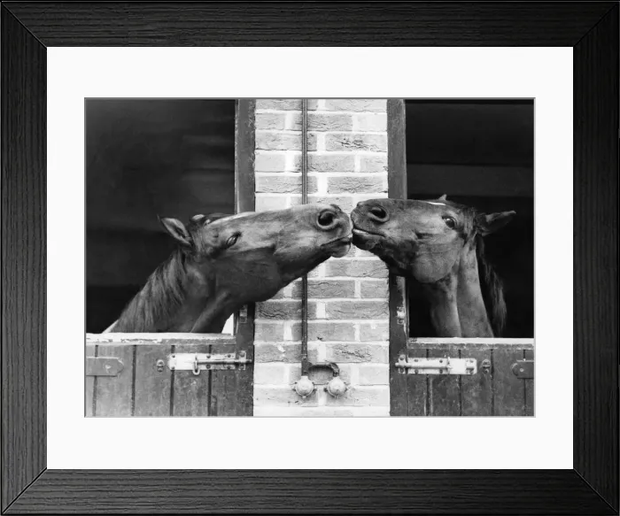 Framed Print : Two horses at Bill Roachs stables at Lambourn, in Berkshire Framed Print : Two horses at Bill Roachs stables at Lambourn, in Berkshire